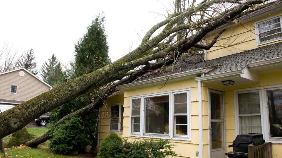 tree branches caused roof damage